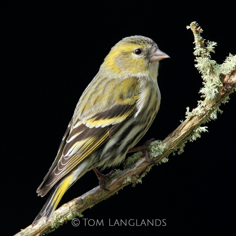 Siskin - All Other Birds