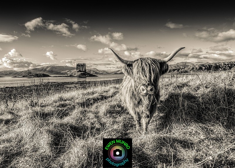 B-13-Monochrome Moo - 'BEASTIES' of all shapes & sizes