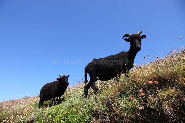 Goats _ AN 0037 - Wildlife, Mammal Photography, Great Britain
