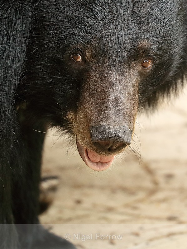 Moon Bear, Phnom Tamao, Cambodia - Asiatic Black Bear
