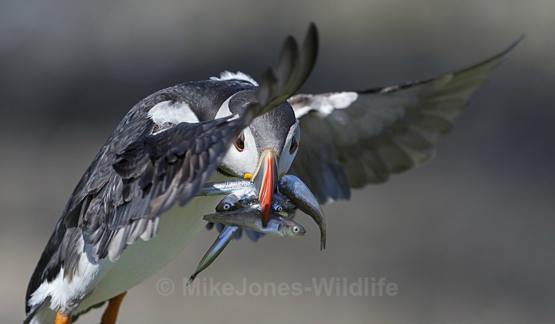 Puffin, Treshnish Isles, Inner Hebrides, Scotland - FAVOURITES WILDLIFE GALLERY. Selected images from the wildlife collections.