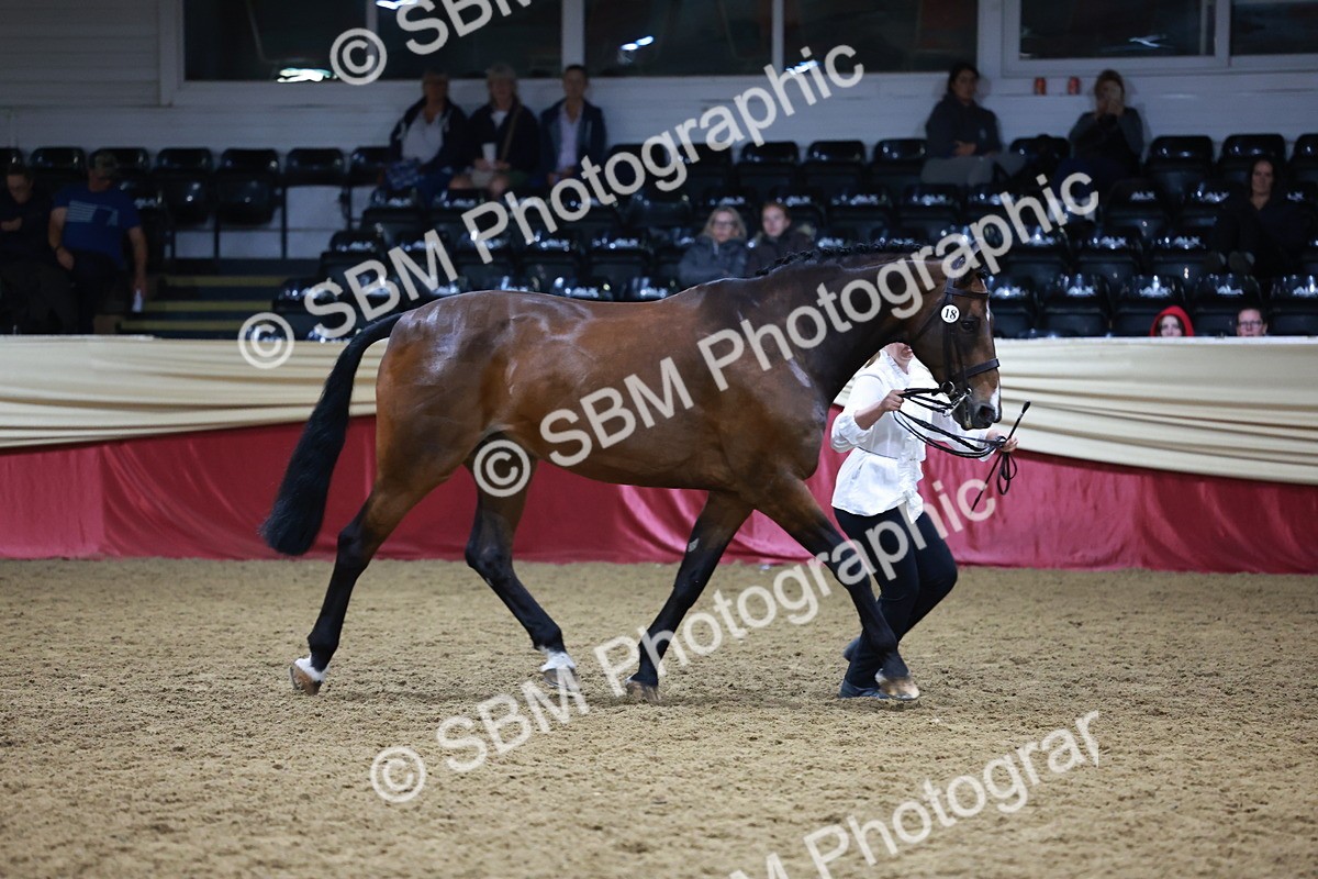 SBM_20497 - Class G - IH Large (over 148cm)Champ