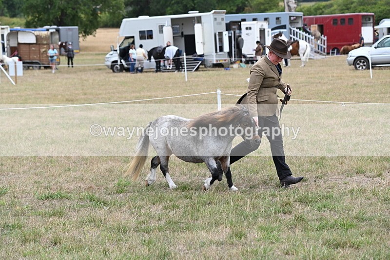 WJ6_5411 - Class 18 In-hand Coloured