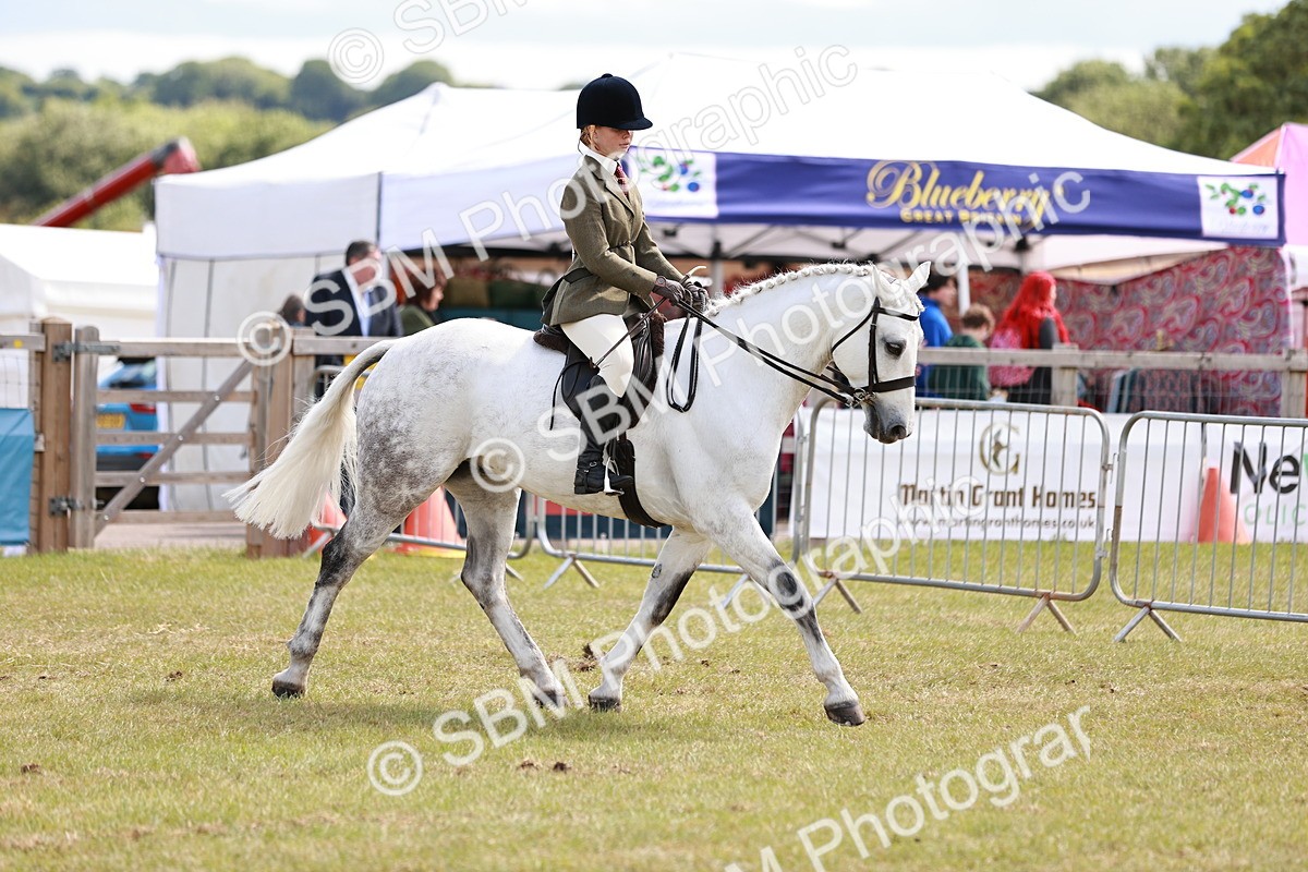 SBM_14505 - Class 88-89 - LIHS BSHA Rising Star of Ridden Hunter Type