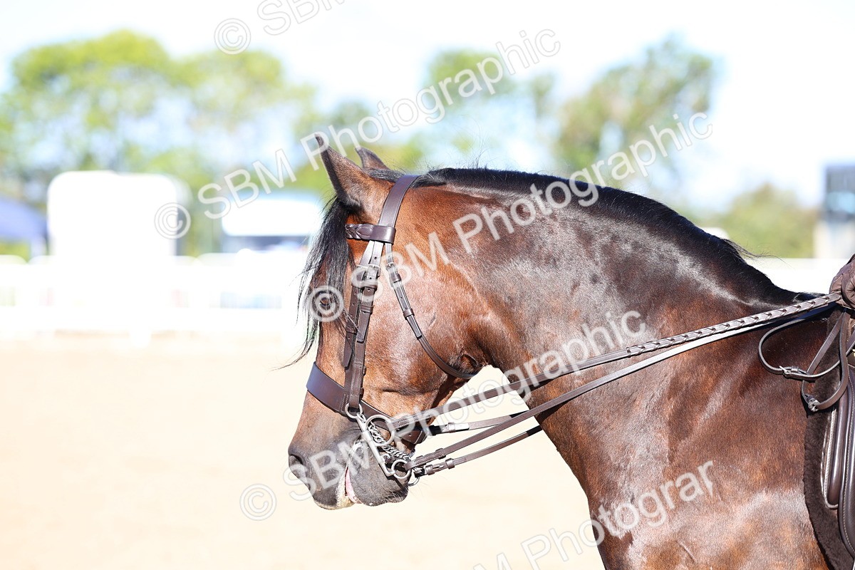 SBM_08842 - Class 302 - Ridden M&M - Large Breeds