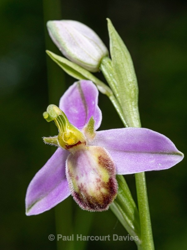 Bee Orchid Variation (Ophrys apifera var tilaventina). - Wild Orchids 2021