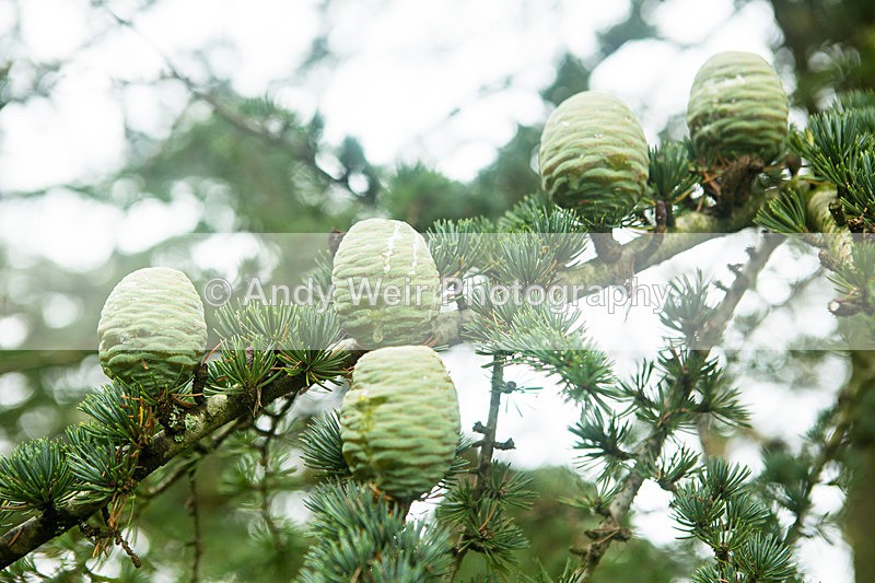 20131002-3K8A6733 - Trees & Shrubs