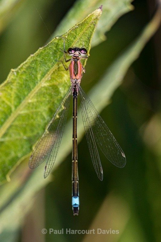 Blue-tailed damselfly (Ischnura elegans) female rufescens-obsoleta - Insects, Spiders and other Animals