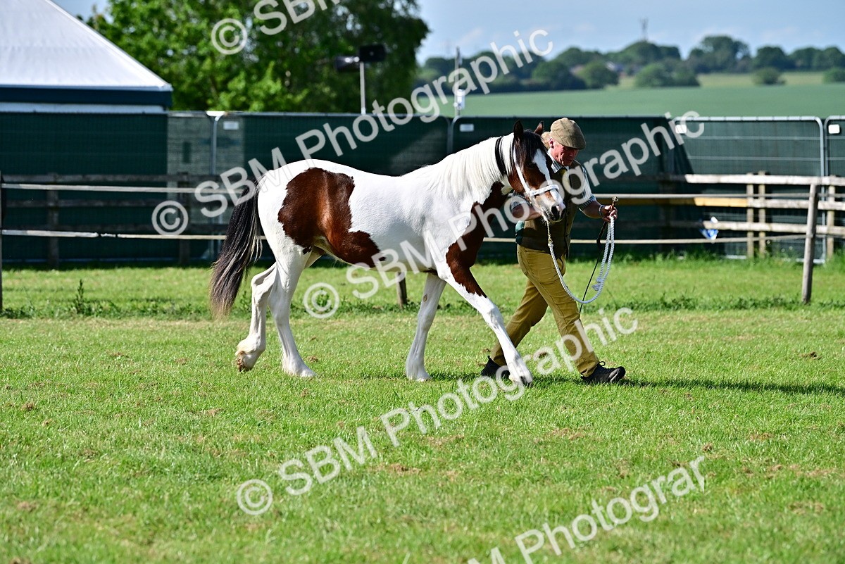 SBM_10026 - Class 63-65 - Traditional Gypsy Cobs In Hand & Ridden