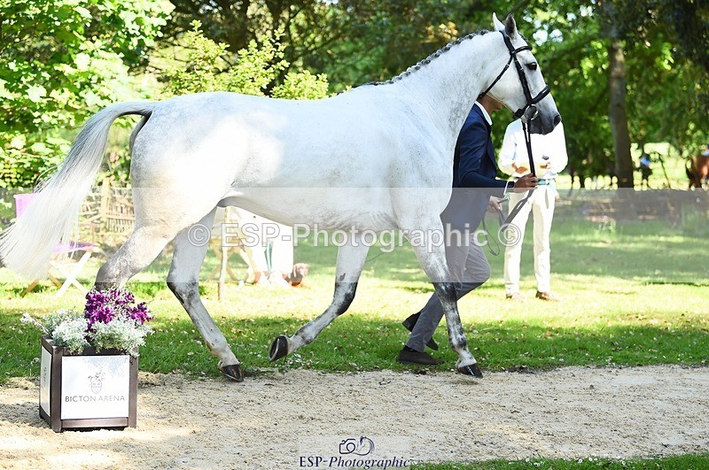 230524-153410-00364 - 359-LONG_BEACH-Giorgio_Nardilli-WEDTrotUp+DR