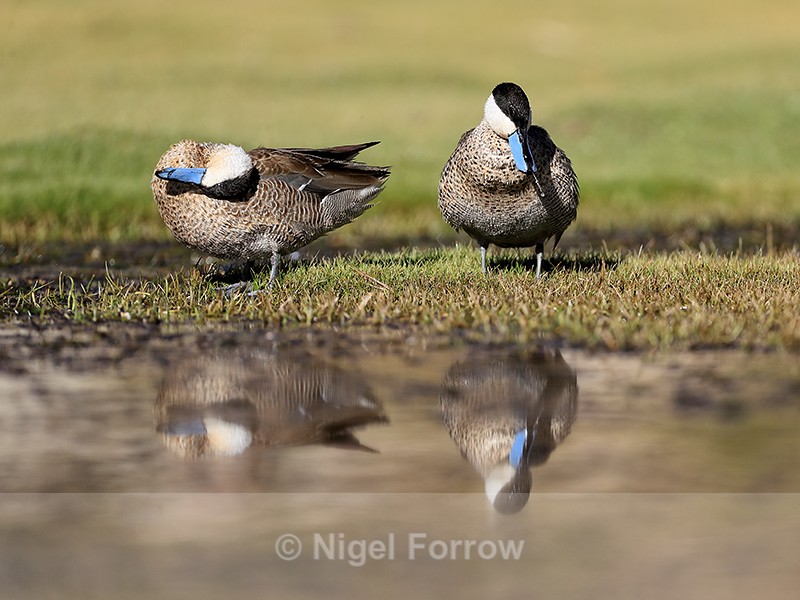 Puna Teals preening, Rio Grande, Chile - Puna Teal
