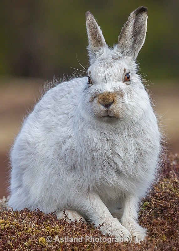 Astland Photography, Bird and Wildlife Images, Susan and Peter Wilson, U.K.