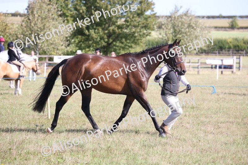 20260906-0741 - Class 22 - Ex Racehorse