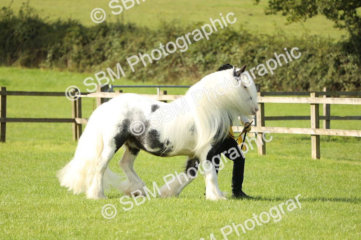 SBM_61031 - S43 - Coloured Pony In Hand