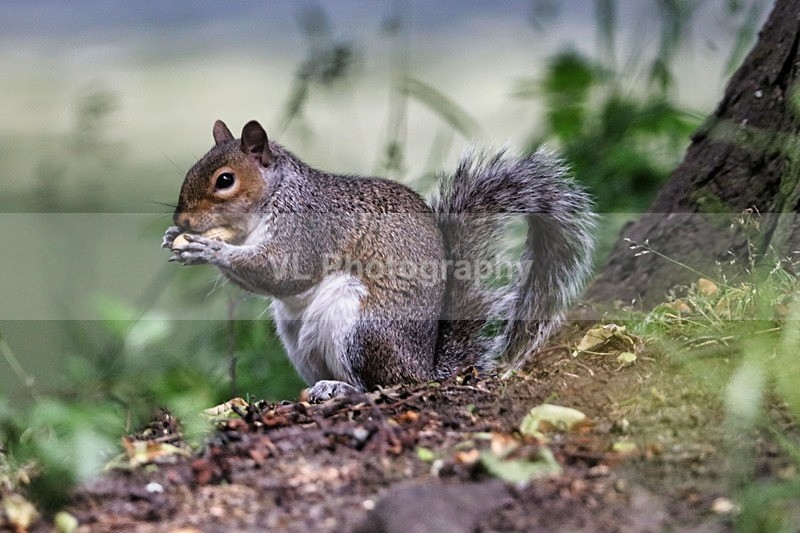 Squirrel 1 - Animals and Birds