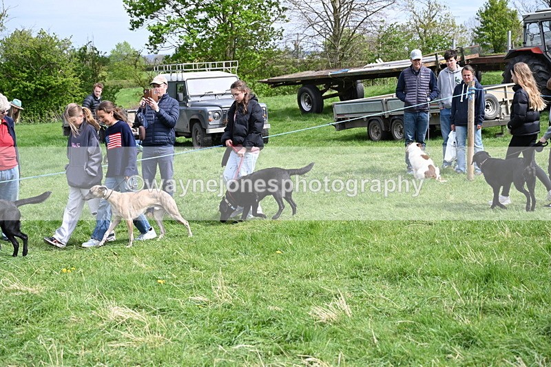 WJ6_8865 - Class 8 Best Working / Gun Dog or Bitch