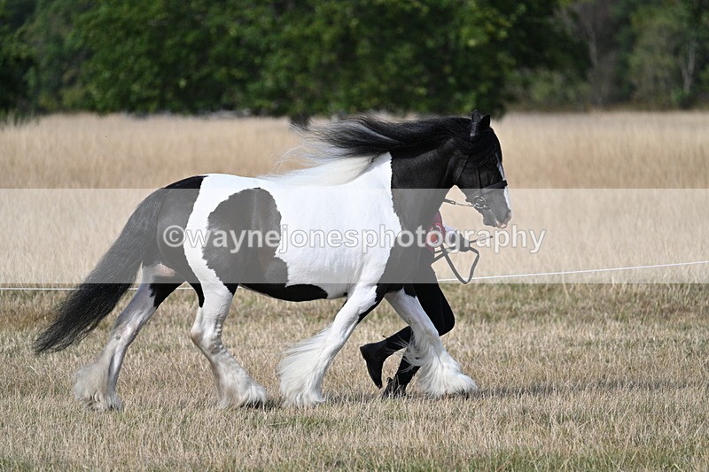 WJ7_8124 - In-hand Championship