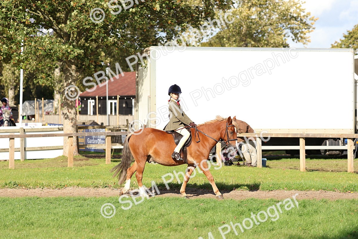 SBM_52365 - S13 - Pony Club Pony