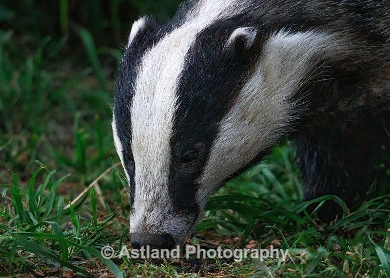 Badger - Latest Images