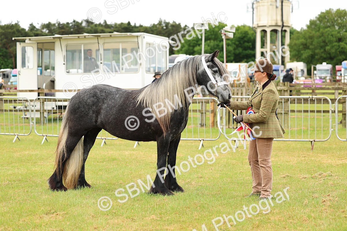 SBM_00625 - Class 58-67 - M&M Non Welsh Pony In hand