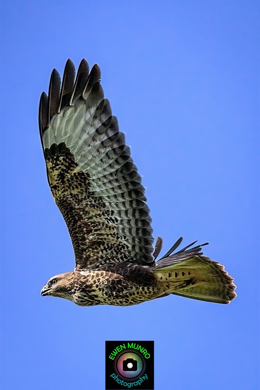 BBR-10-Common Buzzard - Raptors