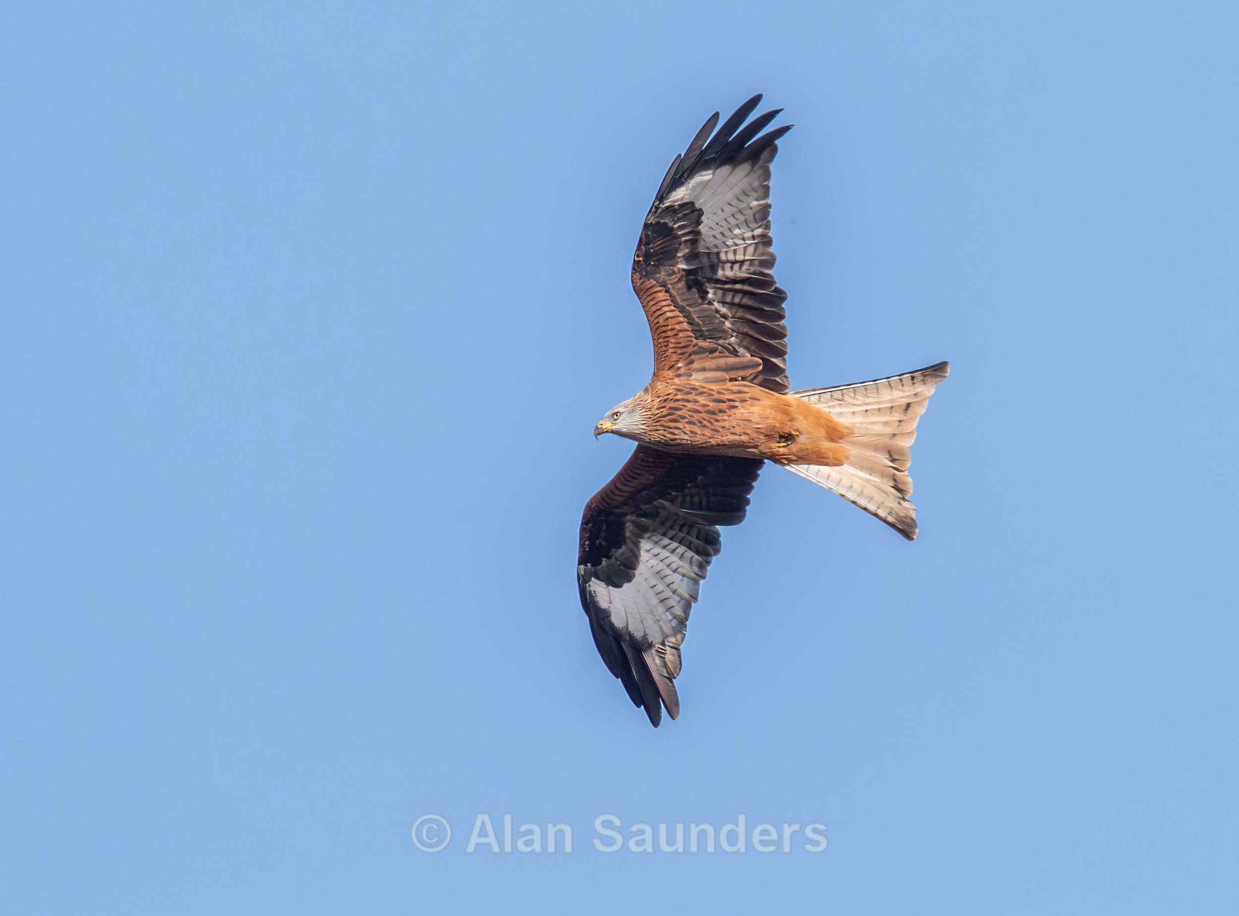 Red Kite