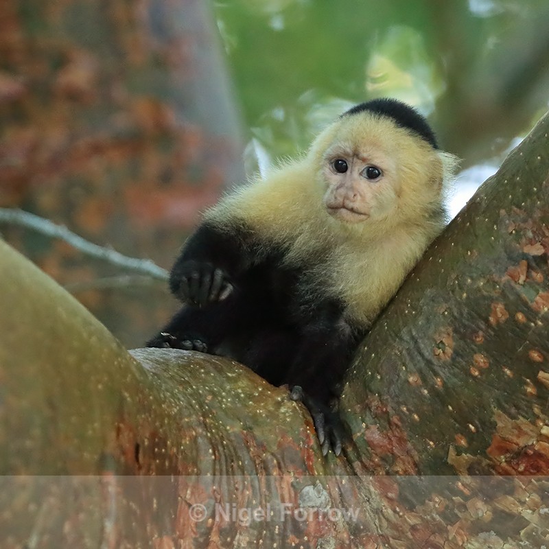 Young White-throated Capuchin, Panama - Monkey