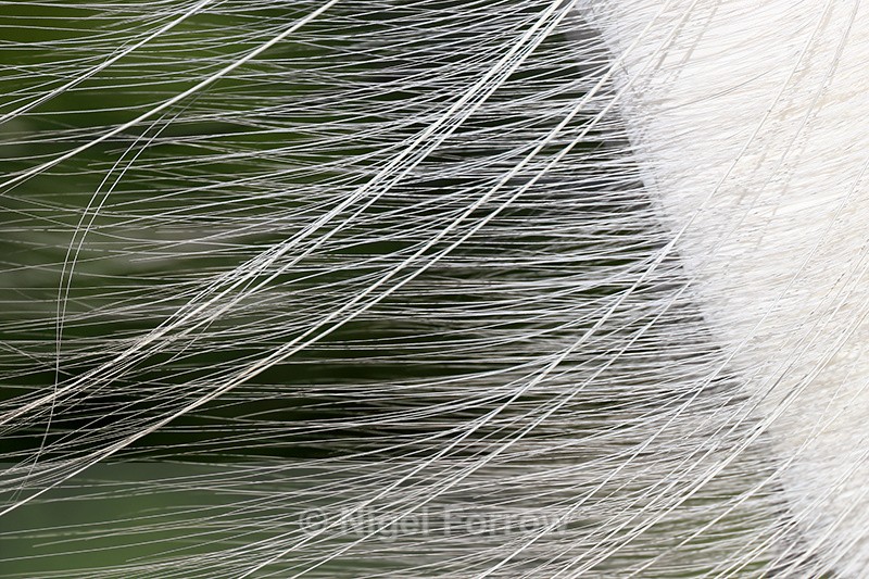 Great Egret breeding plumage close view, Gatorland, Florida - Great Egret