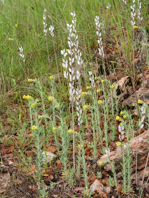 Fibigia (Fibigia clypeata) - Gargano - Wild Flowers