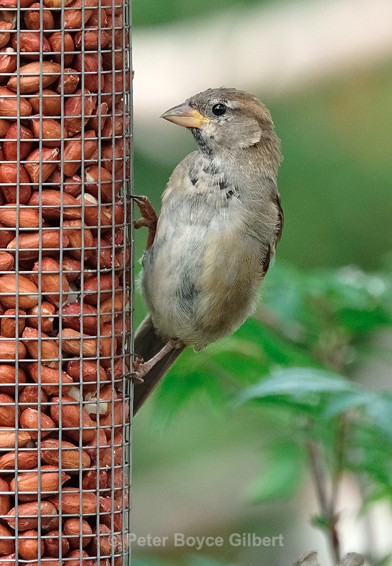 Sparrow - Flora & Fauna