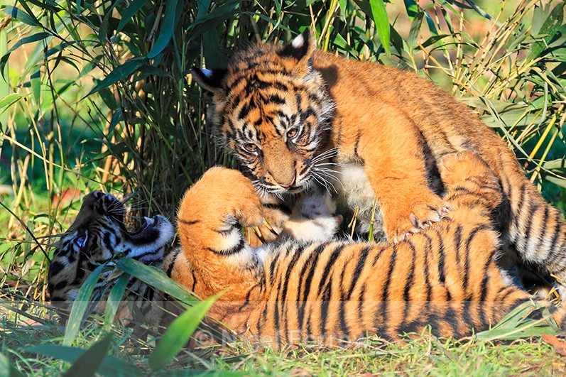 Two Sumatran Tiger cubs playing at the Big Cat Sanctuary - Tiger