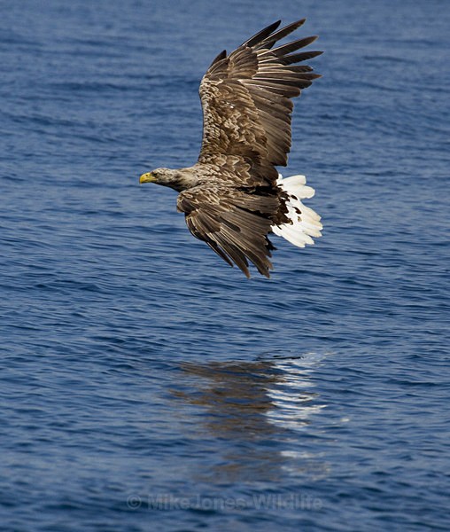 White tailed Eagle, Isle of Mull, Scotland - FAVOURITES WILDLIFE GALLERY. Selected images from the wildlife collections.