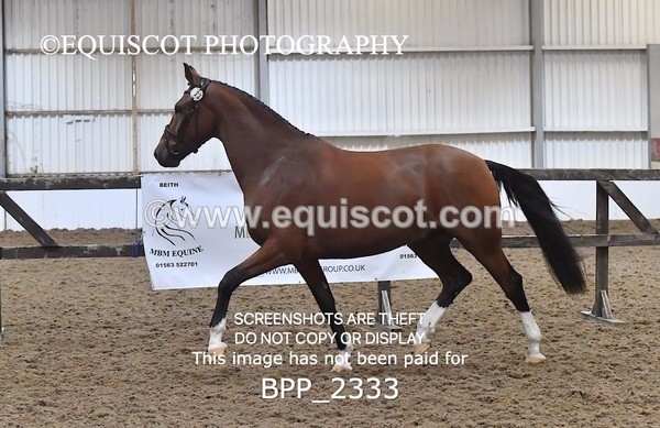 BPP_2333 - AFTERNOON 12.30 - 3.30PM