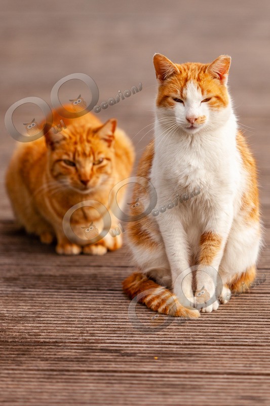 Cat domestic-5415 - Pet Photography