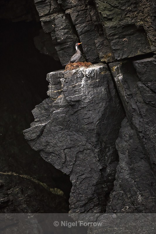 Red-legged Cormorant nest, Chile - Red-legged Cormorant