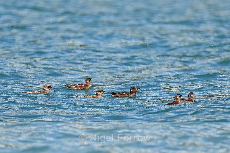 Marbled Murrelets, Prince William Sound, Alaska - Marbled Murrelet