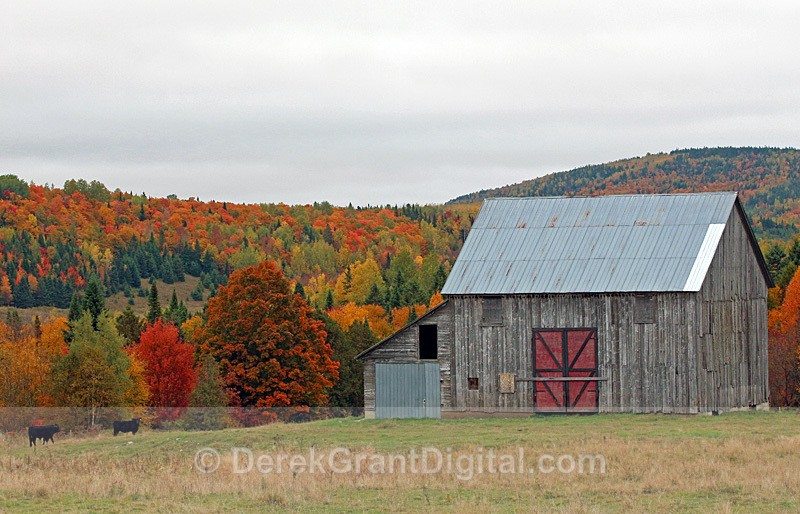 Autumn Barn in Rural New Brunswick Canada Fall Foliage - Autumn Foliage