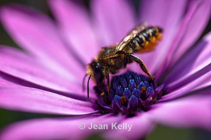 Bee on a Daisy- 4002_00031 - Insects