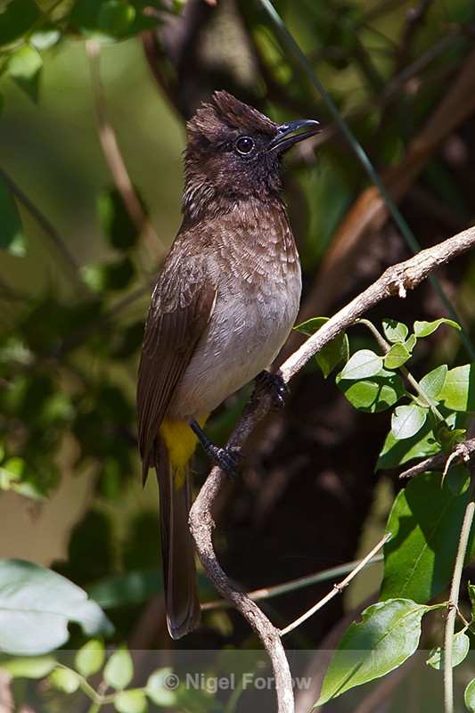 Dark-capped (Black-eyed) Bulbul perched on a branch in a bush - Dark-capped Bulbul
