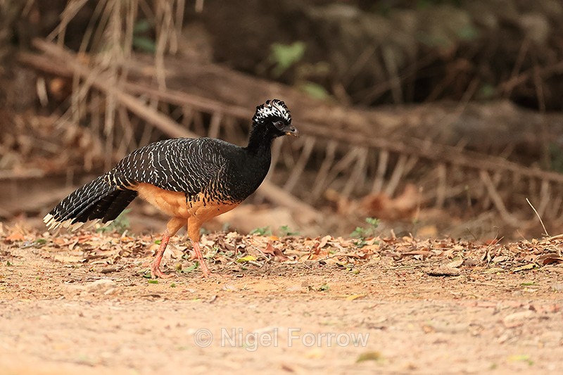 Bare-faced Curassow (female), Porto Jofre, Mato Grosso, Brazil - Bare-faced Curassow