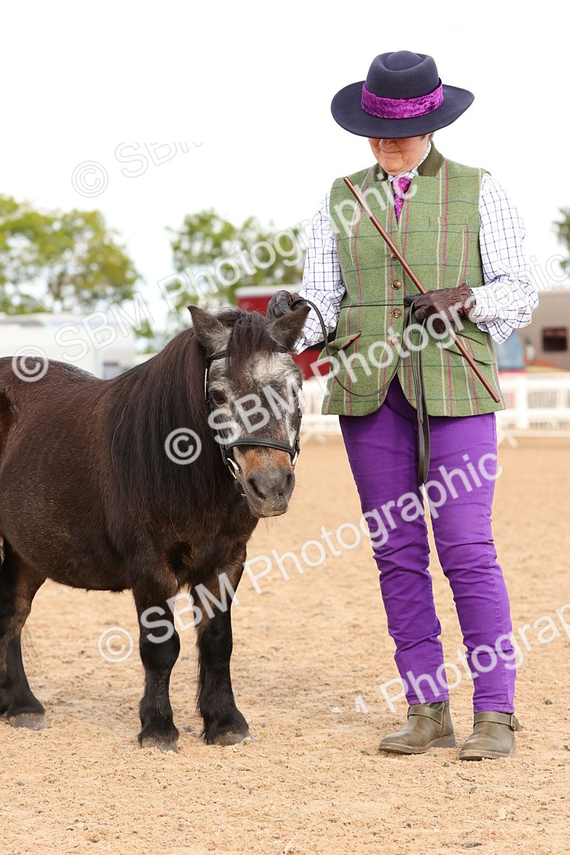 SBM_10315 - Class 206 - IH Non Show Type Pony