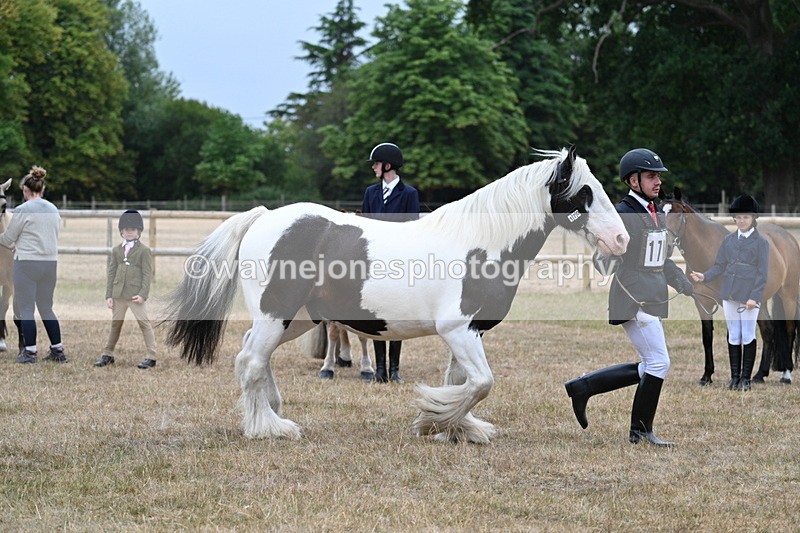 WJ7_9627 - Class 5 Most Handsome Gelding (up to 14.2hh)