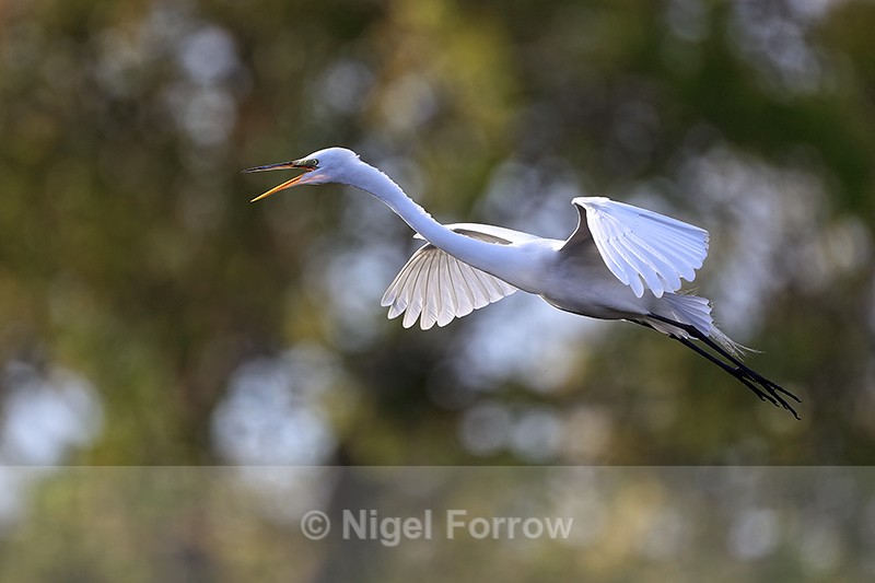 Great Egret calling in flight, Venice Rookery, Florida - Great Egret