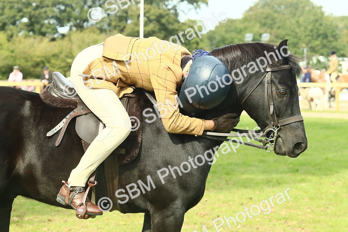 SBM_66725 - S34 - Rehabilitated Rescue Horse & Pony In Hand & Ridden