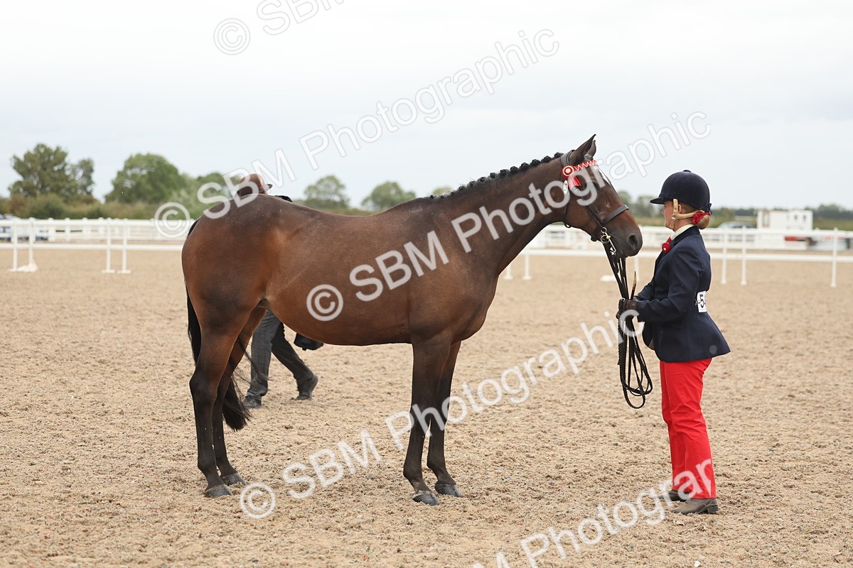SBM_19344 - Class 317 - IH Pure Bred Horse-Pony