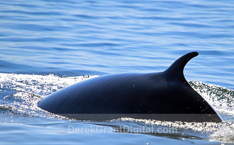 Close Encounter Minke - Whales / Sea Mammals