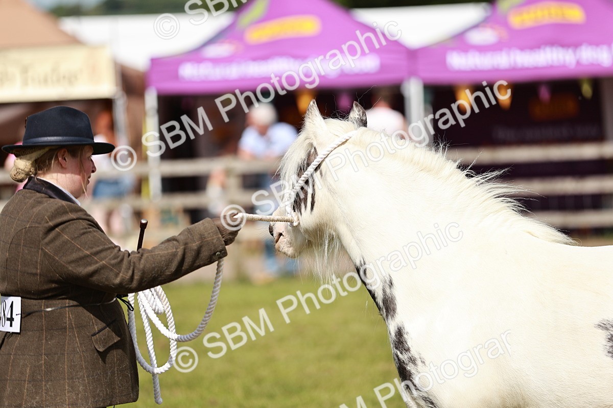 SBM_08614 - Class 63-65 - Traditional Gypsy Cobs In Hand & Ridden