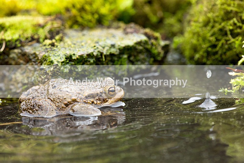 20140405-3K8A0008 - Frogs & Toads