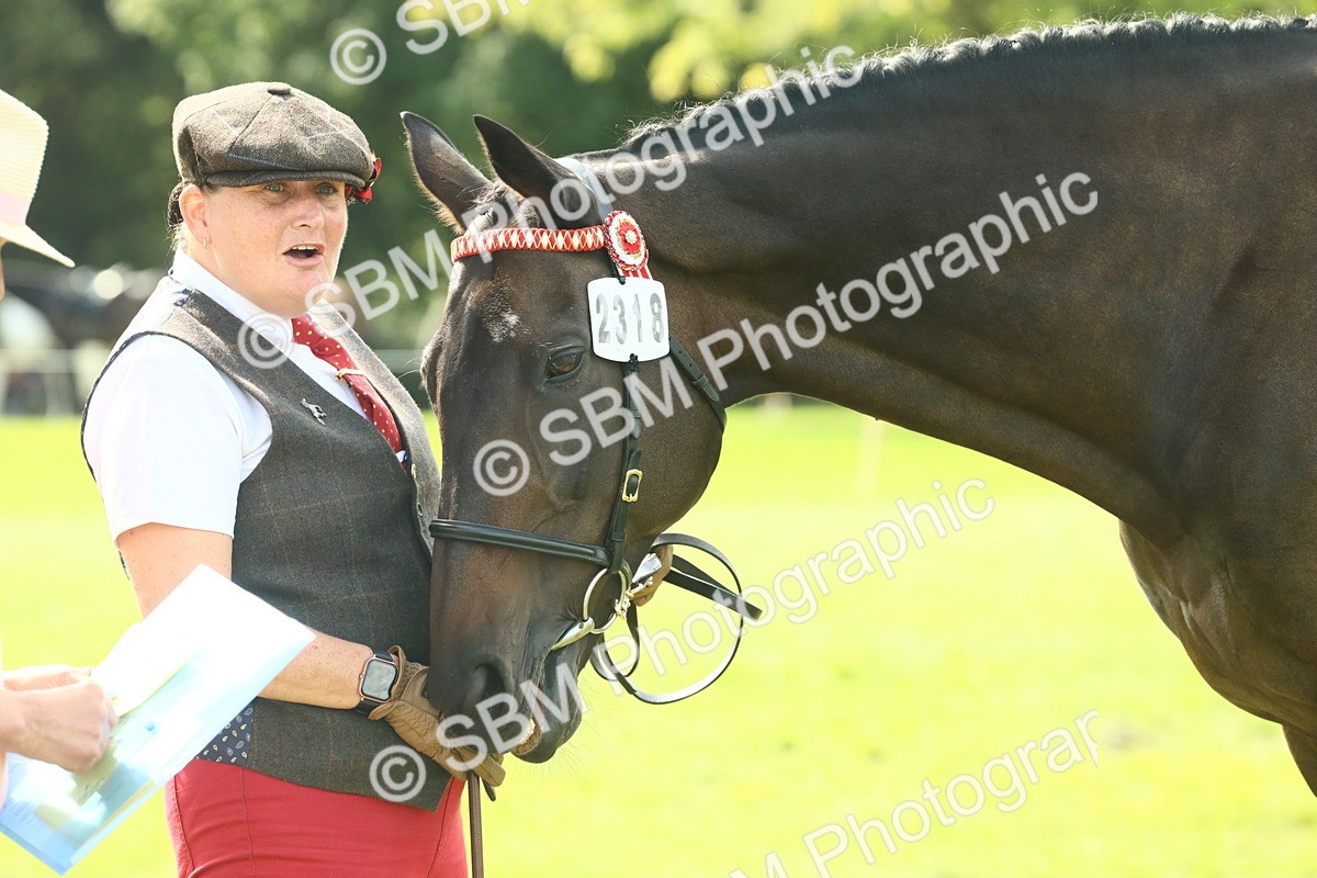 SBM_66564 - S34 - Rehabilitated Rescue Horse & Pony In Hand & Ridden