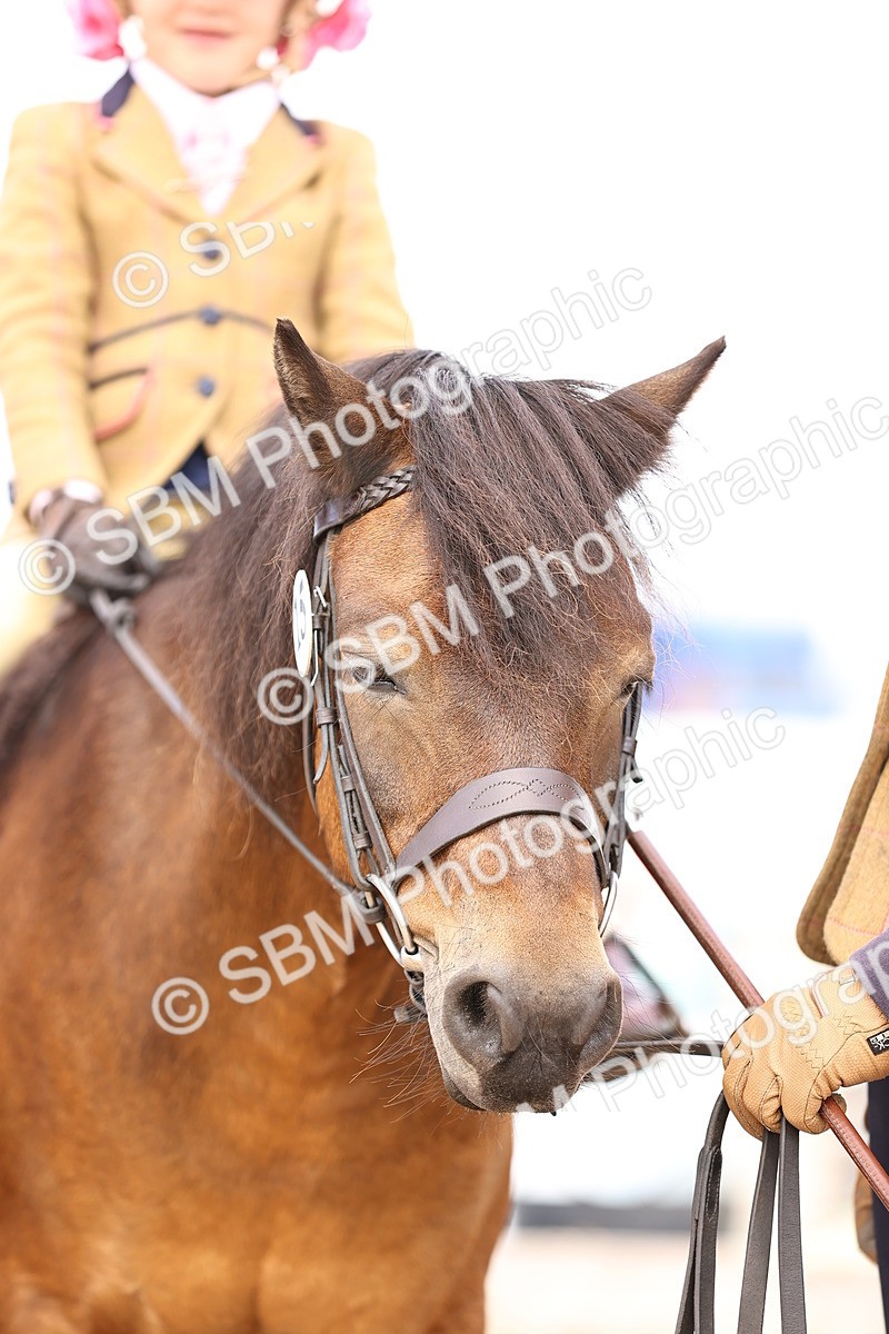 SBM_16152 - Class 420 - Horse-Pony Judge would most like to take home (IH or Ridden) Jnr